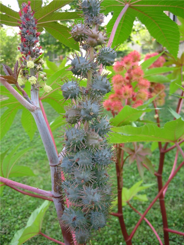 ricinus